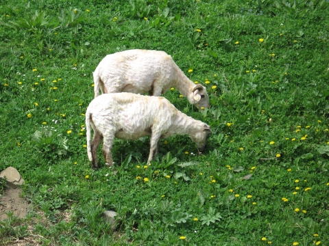 Putna, început de mai 2010.